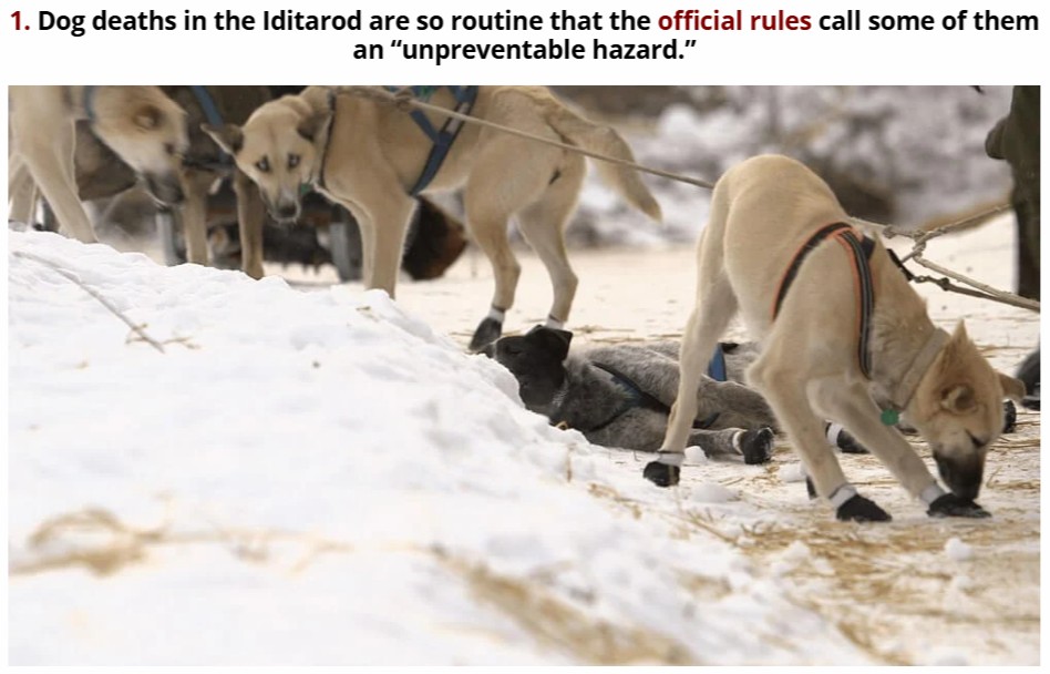 Please sign the petition to end the Iditarod! The "sport" is cruel and inhumane. https://headlines.peta.org/iditarod-race-will-leave-you-outraged/